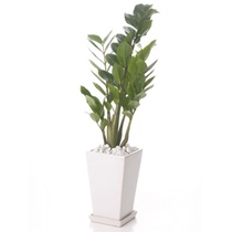 【送料無料】　観葉植物　ザミオクルカス　M