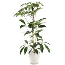 【送料無料】　観葉植物　チュピタンサス　L
