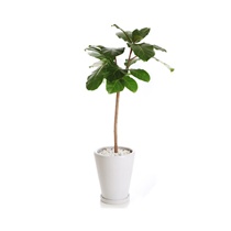 【送料無料】　観葉植物　アフリカンプリンス（ゴムの木）　L