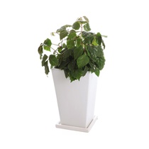 【送料無料】　観葉植物　グレープアイビー　M