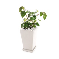 観葉植物　グレープアイビー　S