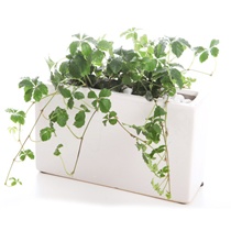 観葉植物　シュガーバイン寄せ植え　S