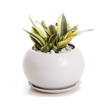 観葉植物　サンセベリア　ゴールデンハニー　S