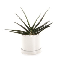 観葉植物　ガステリア　S