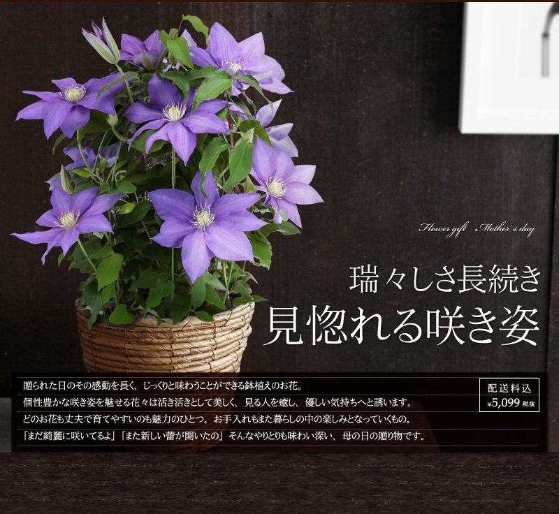 瑞々しさ長持ち見惚れる咲き姿