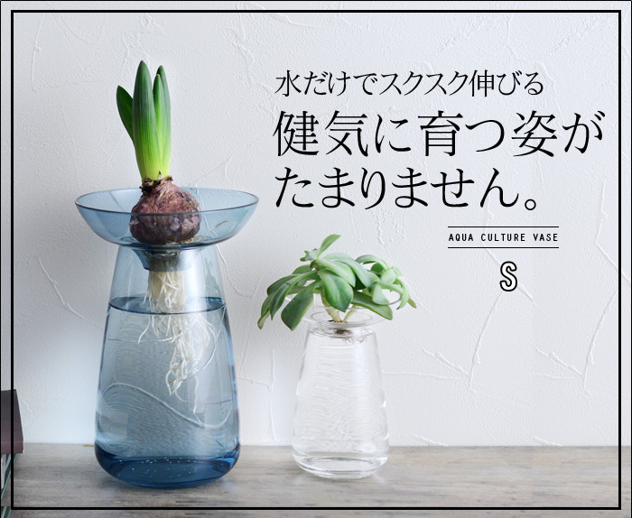 えっ、料理で残ったアボガドの種も・・・!?芽がでた朝が、最高に嬉しいんです。