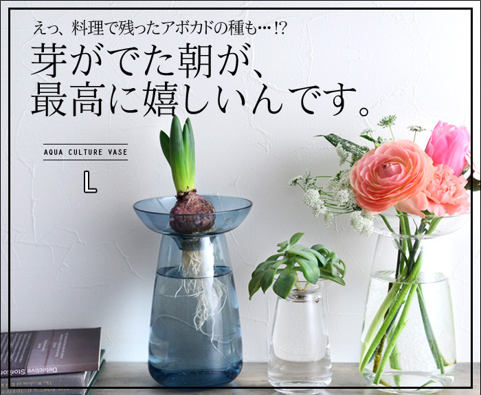 水だけでスクスク伸びる健気に育つ姿がたまりません。
