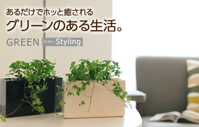 観葉植物