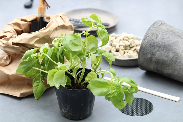 【プランツデザイナー富阪基さんに聞く植物のある暮らし・1】 　鉢植えからはじめる、プチガーデニング