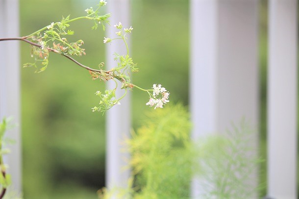 【プランツデザイナー富阪基さんに聞く植物のある暮らし・3】 　私たちの植物のある暮らし