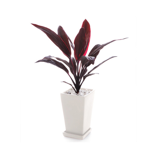 すべての花の画像 無料印刷可能コルディリネ アイチアカ