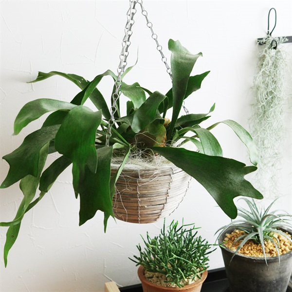 コウモリラン　観葉植物　ビザールプランツ　珍奇植物