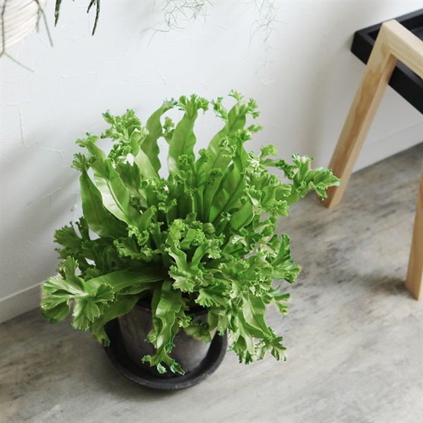 アスプレニウム　レズリー　観葉植物　ビザールプランツ　珍奇植物