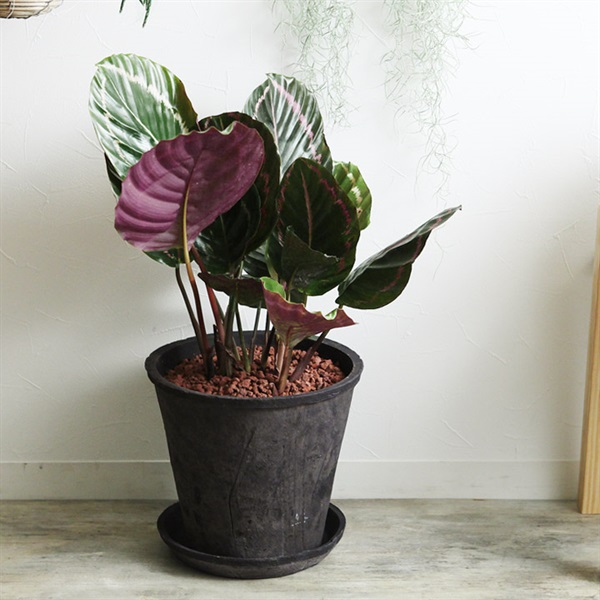 カラテア　ドッティ　観葉植物　ビザールプランツ　珍奇植物