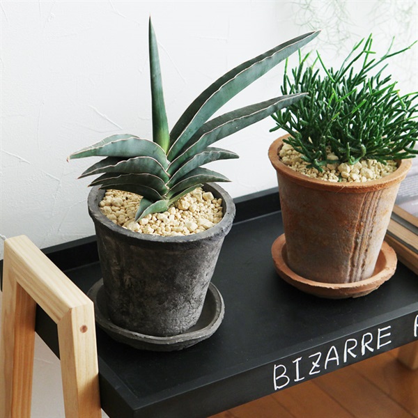 サンスベリア　ロブスタブルー　観葉植物　ビザールプランツ　珍奇植物