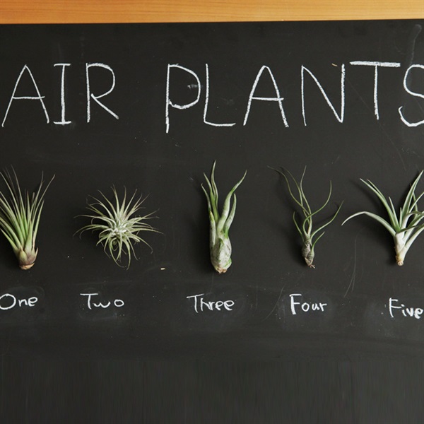 チランジア　エアプランツ　5個セット　観葉植物