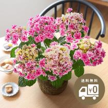 2023 母の日のお花 Kiitos キートス【送料無料】