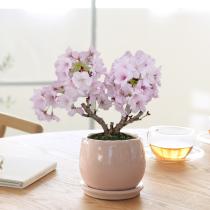 ミニ 桜 盆栽 リビング盆栽 旭山桜 御殿場桜【送料無料】