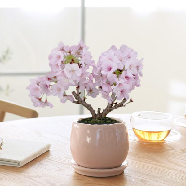 ミニ 桜 盆栽 リビング盆栽 旭山桜 御殿場桜【送料無料】