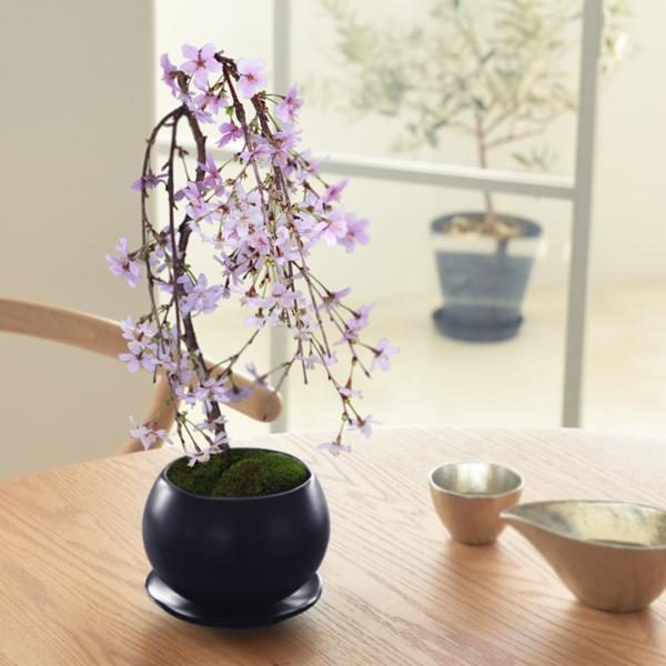 ミニ 桜 盆栽 サクラ さくら リビング盆栽 しだれ桜【送料無料】