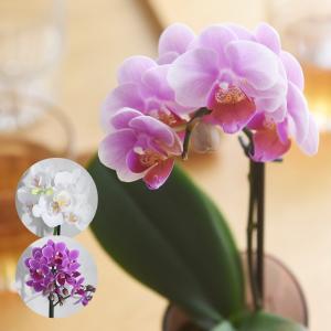 インテリア・雑貨 ｜ アンジェ web shop（本店）