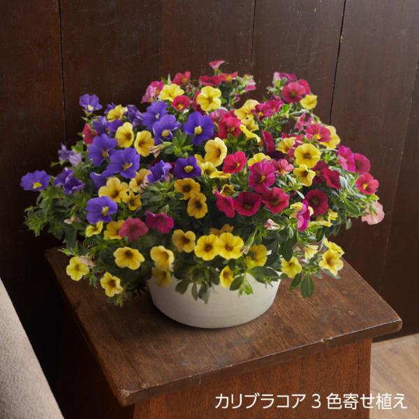 母の日のお花 Tak タック 送料無料 アンジェ Web Shop 本店