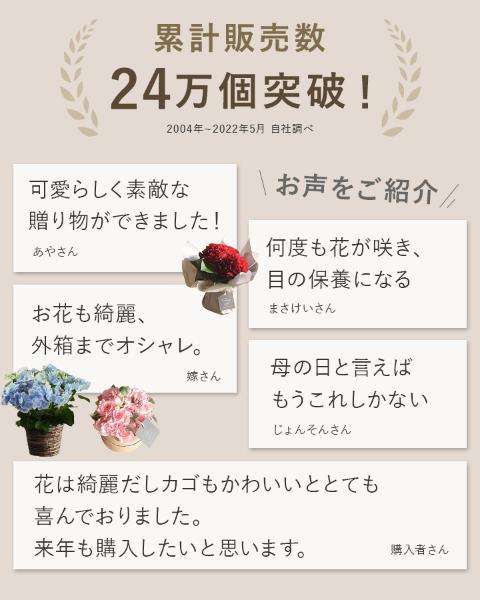 21 母の日のお花 Merci メルシー 送料無料 アンジェ Web Shop 本店 21 母の日のお花 Merci メルシー 送料無料 アンジェ Web Shop 本店