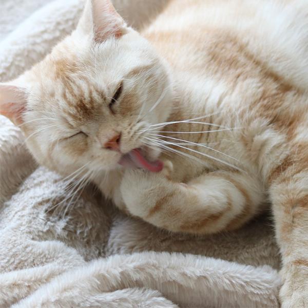 薬剤師／獣医師監修 犬猫と暮らす人のための 舐めても安心 セラミド