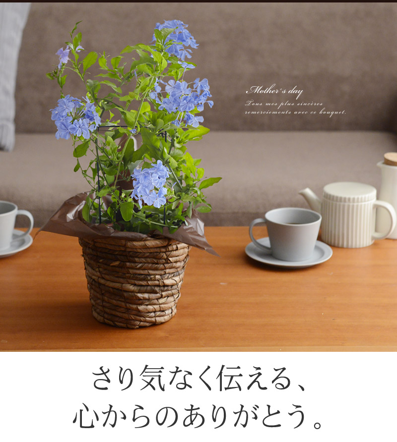 さり気なく伝える、心からのありがとう。