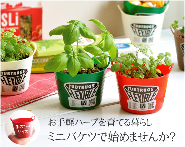 お手軽ハーブを育てる暮らしミニバケツで始めませんか?