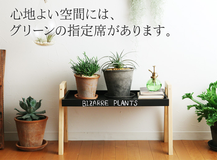 心地よい空間には、グリーンの指定席があります。