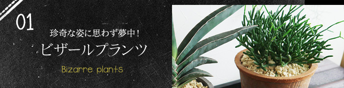 珍奇な姿に思わず夢中！ビザールプランツ