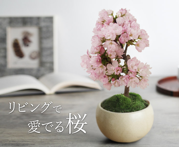 リビングで愛でる桜