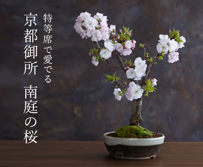 特等席で愛でる京都御所南庭の桜