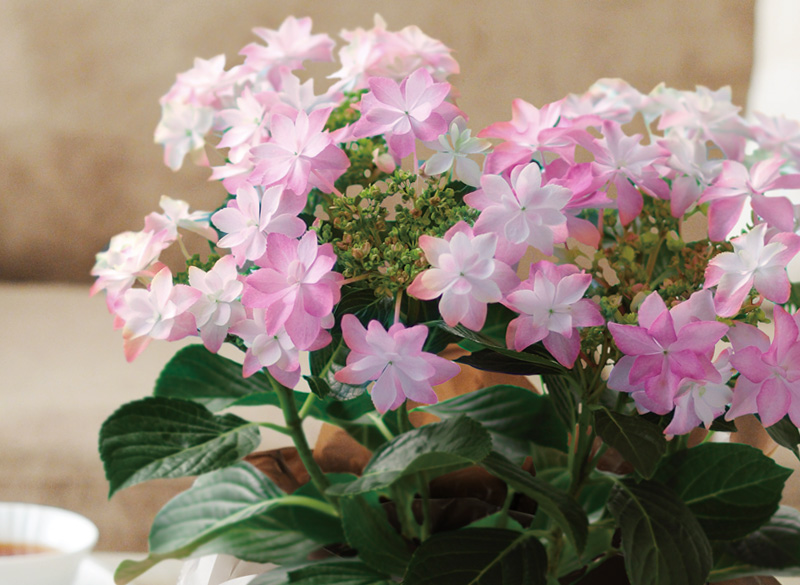 鉢花　色彩マーブルミニ薔薇