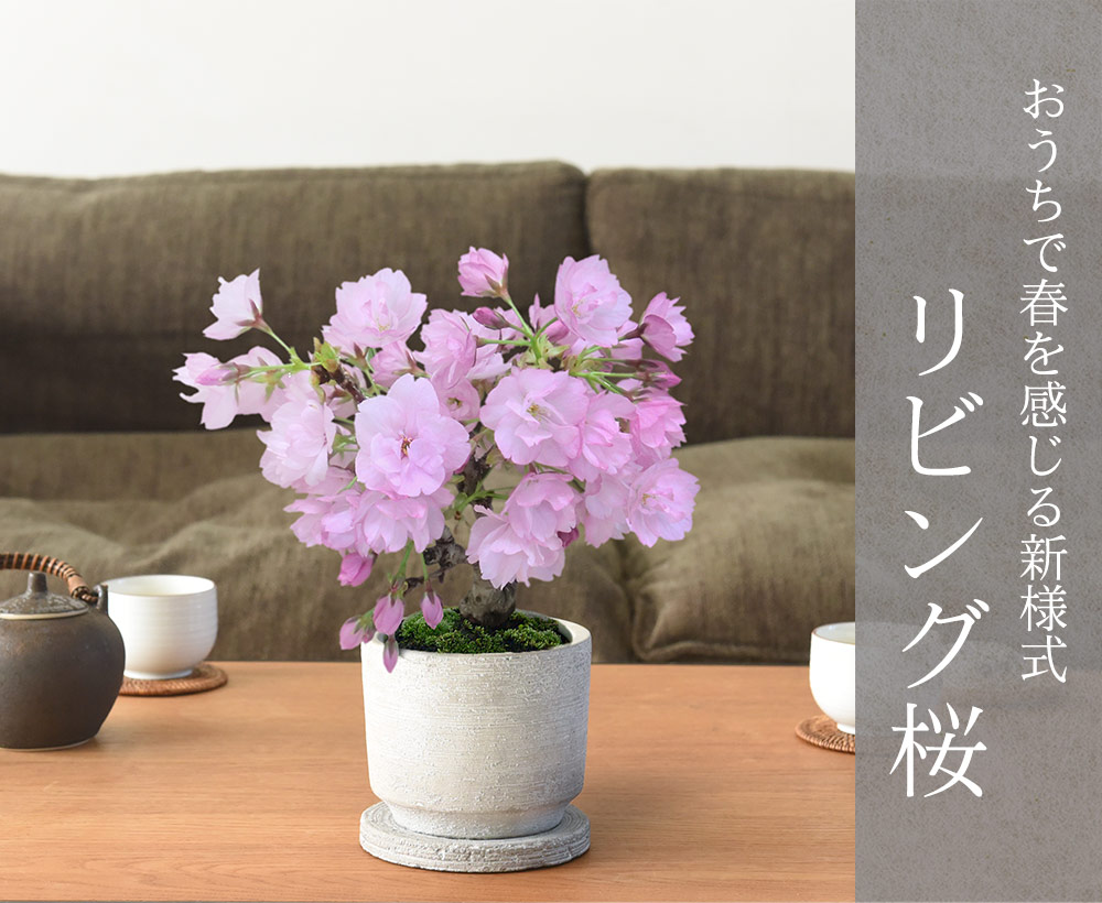 リビング盆栽 旭山桜 御殿場桜 送料無料 アンジェ Web Shop 本店