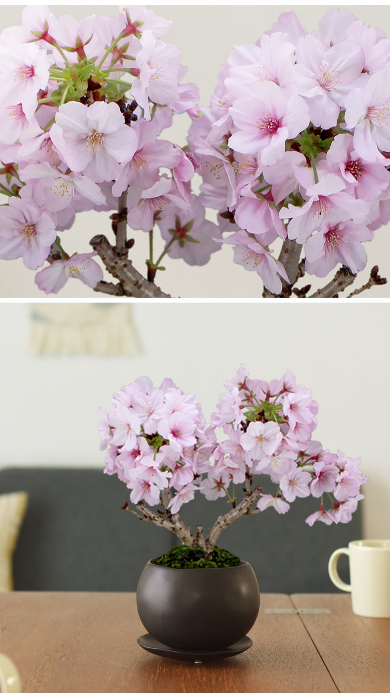 リビング盆栽 旭山桜 御殿場桜 送料無料 アンジェ Web Shop 本店