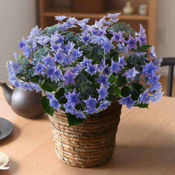 E1星咲き紫陽花 ブルー