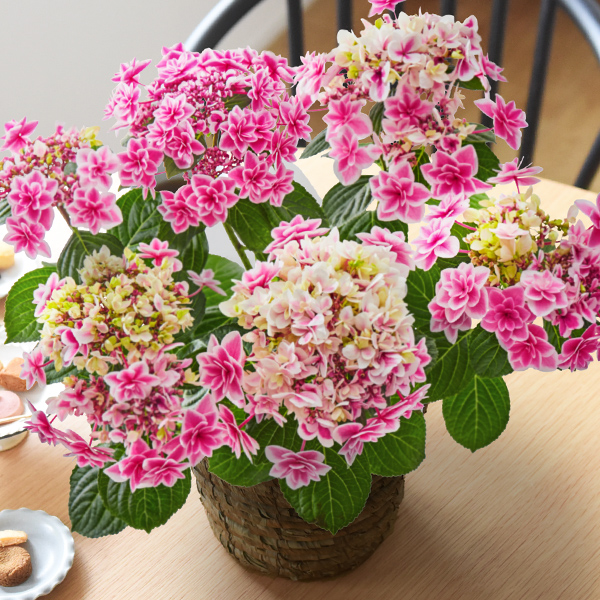 F1八重咲き紫陽花 ピンク