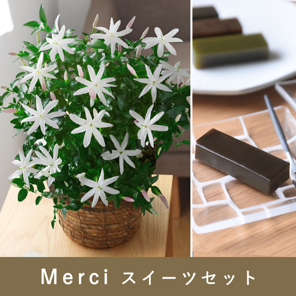 E1ワイルドスタージャスミン