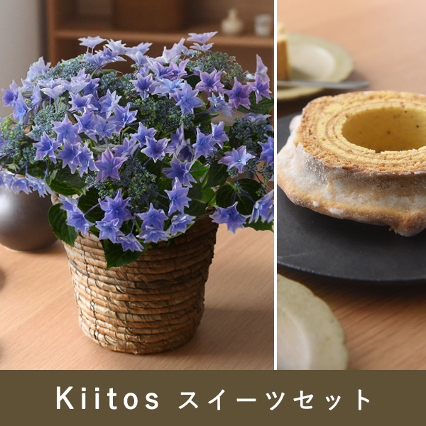 E1星咲き紫陽花 ブルー