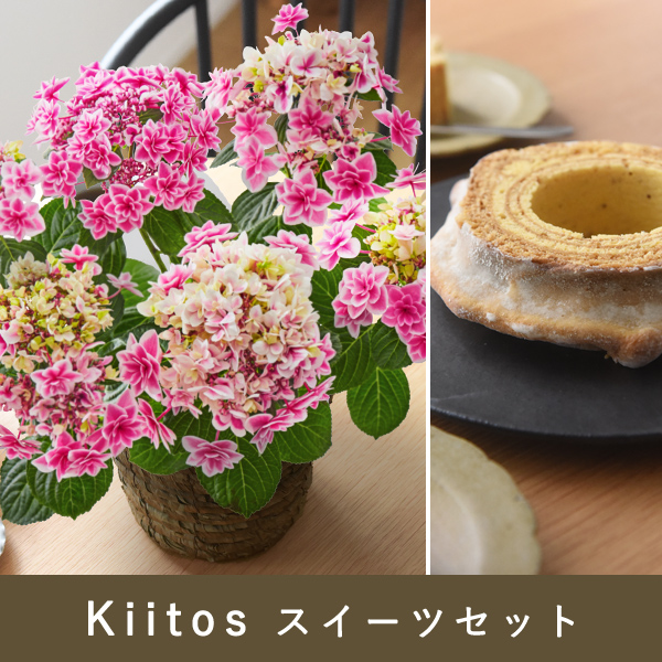 F1八重咲き紫陽花 ピンク