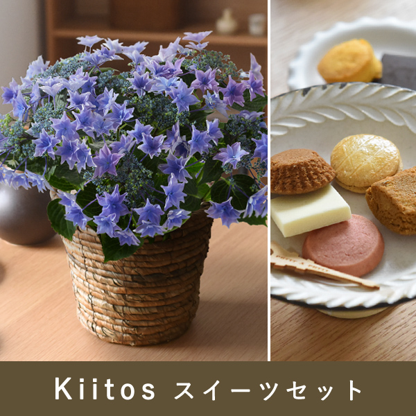 E1星咲き紫陽花 ブルー