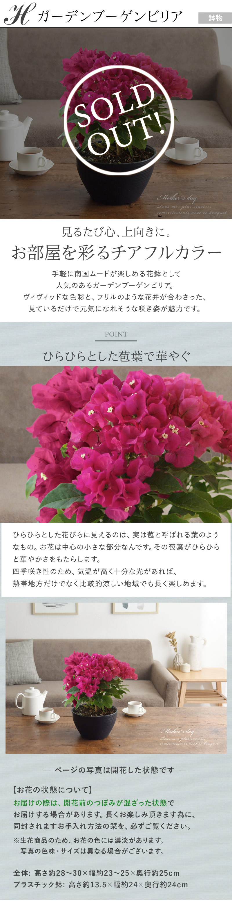 21 母の日のお花 Merci メルシー 送料無料 アンジェ Web Shop 本店