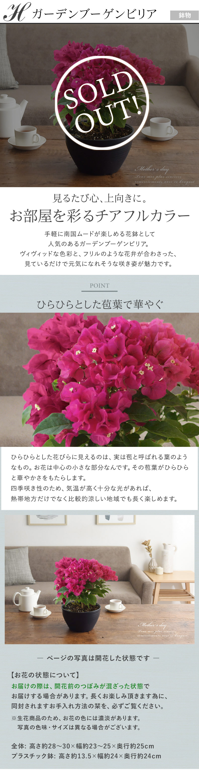 21 母の日のお花 Merci メルシー 送料無料 アンジェ Web Shop 本店 21 母の日のお花 Merci メルシー 送料無料 アンジェ Web Shop 本店