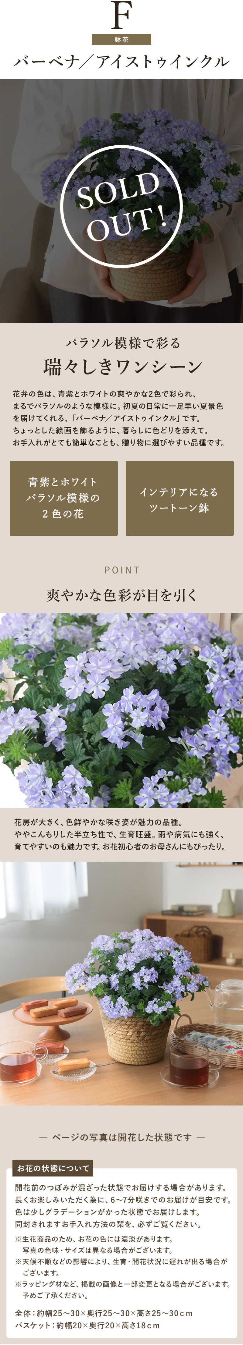 バーベナ