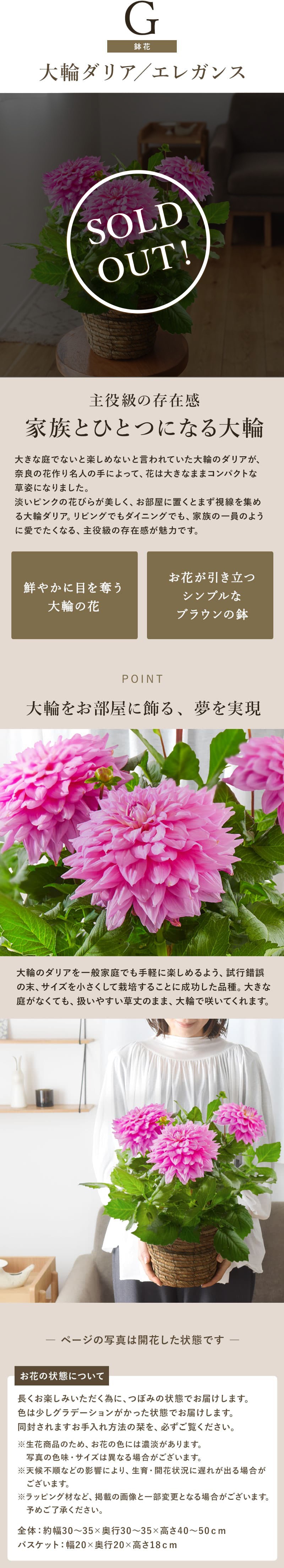 ダリア