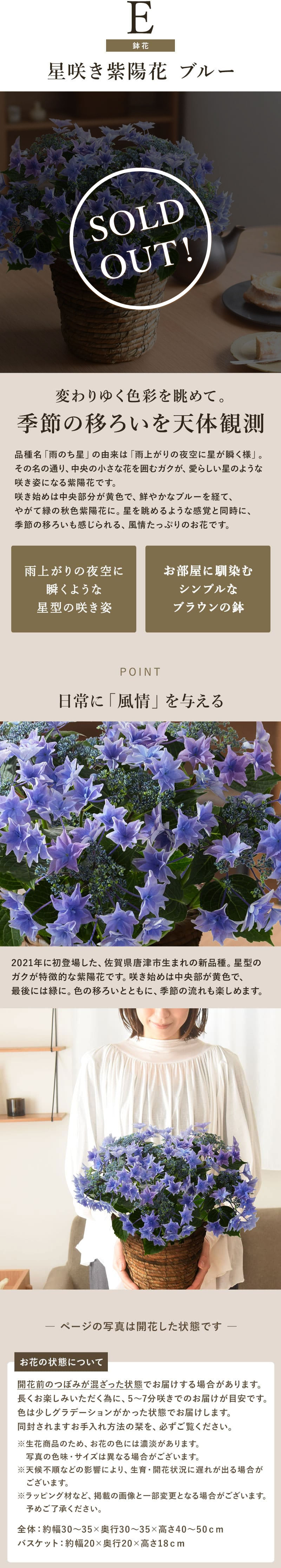 星咲き紫陽花