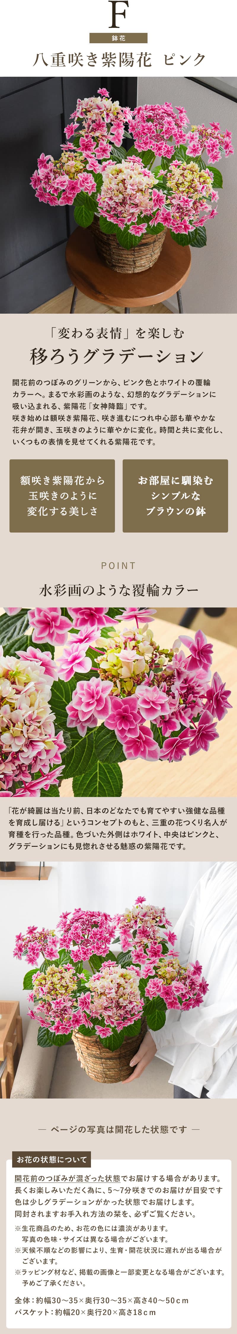 八重咲紫陽花