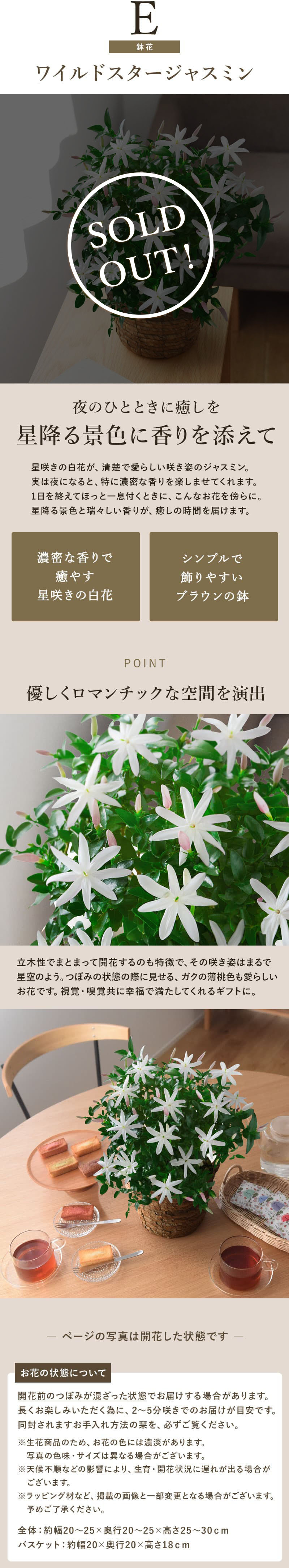 ジャスミン